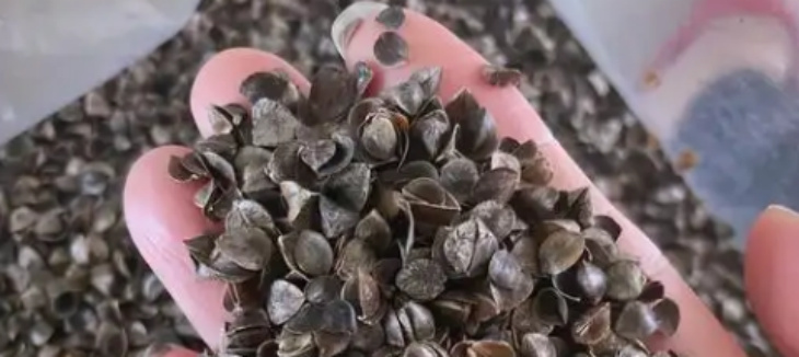 维多利亚老品牌vic(集团)官方网站